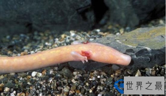 世界之最世界最耐饿的动物：十年不吃不喝