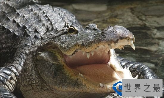 世界之最世界最耐饿的动物：十年不吃不喝