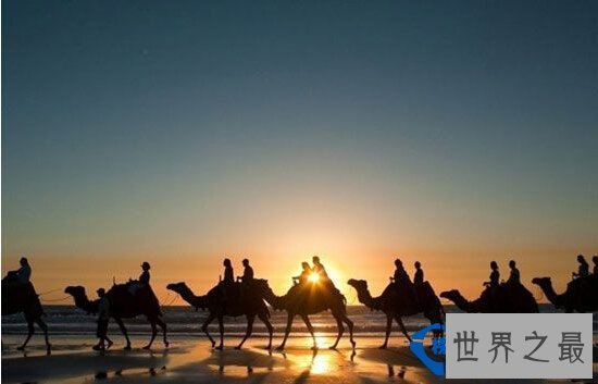 世界之最世界最耐饿的动物：十年不吃不喝