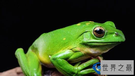 世界之最世界最耐饿的动物：十年不吃不喝