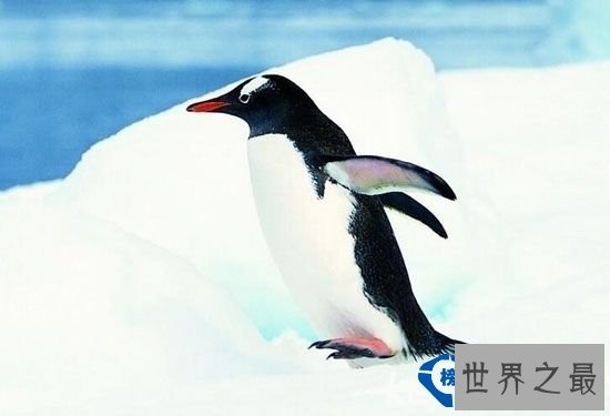 世界之最世界最耐饿的动物：十年不吃不喝