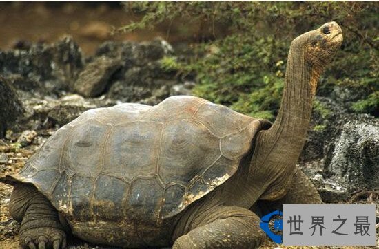 世界之最世界最耐饿的动物：十年不吃不喝