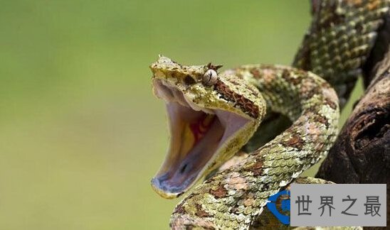 世界之最世界最耐饿的动物：十年不吃不喝