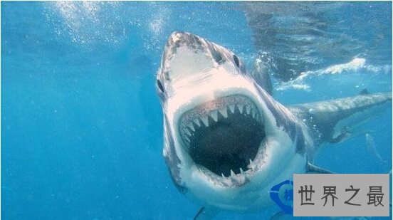 世界之最世界最耐饿的动物：十年不吃不喝