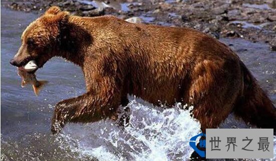 世界之最世界最耐饿的动物：十年不吃不喝