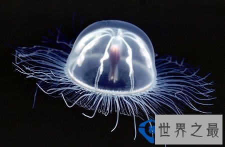 世界上最透明的生物：丑却很难忘