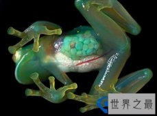世界上最透明的生物：丑却很难忘