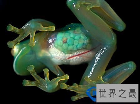 世界上最透明的生物：丑却很难忘