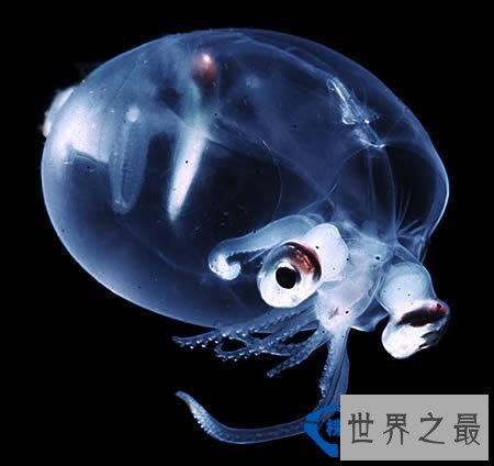 世界上最透明的生物：丑却很难忘