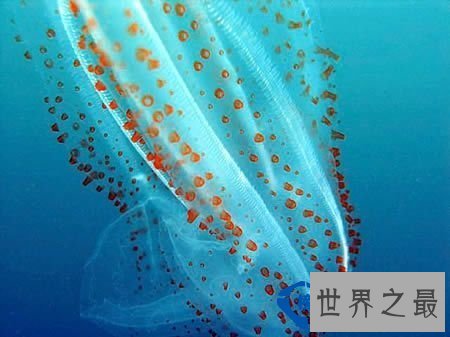 世界上最透明的生物：丑却很难忘