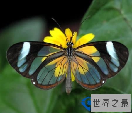 世界上最透明的生物：丑却很难忘