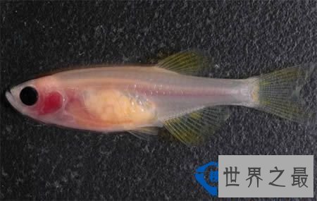 世界上最透明的生物：丑却很难忘