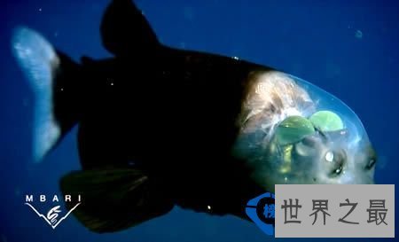 世界上最透明的生物：丑却很难忘