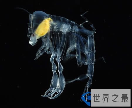 世界上最透明的生物：丑却很难忘