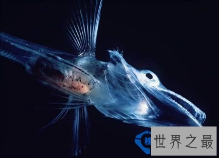 世界上最透明的生物：丑却很难忘