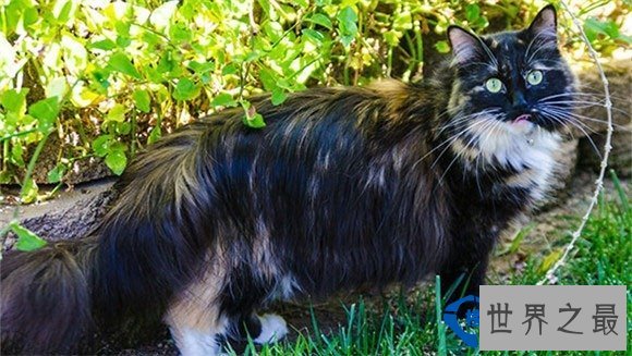 世界上猫毛最长的猫：最长可达25.68厘米