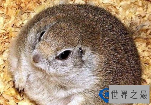 全球最肥胖的动物聚集：鸟胖的已经飞不动了