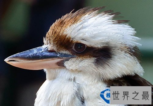 全球最肥胖的动物聚集：鸟胖的已经飞不动了