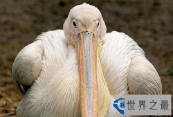 全球最肥胖的动物聚集：海鸟胖的已经飞不动了