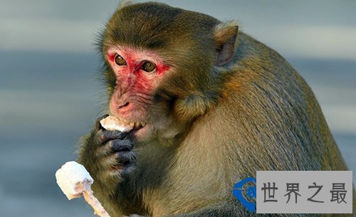 全球最肥胖的动物聚集：鸟胖的已经飞不动了