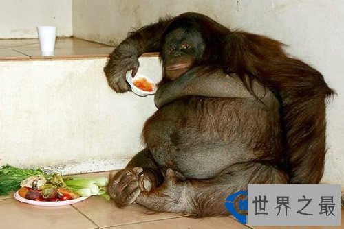 全球最肥胖的动物聚集：鸟胖的已经飞不动了