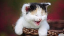 世界上最贵的猫排名：草原猫一只2万美元