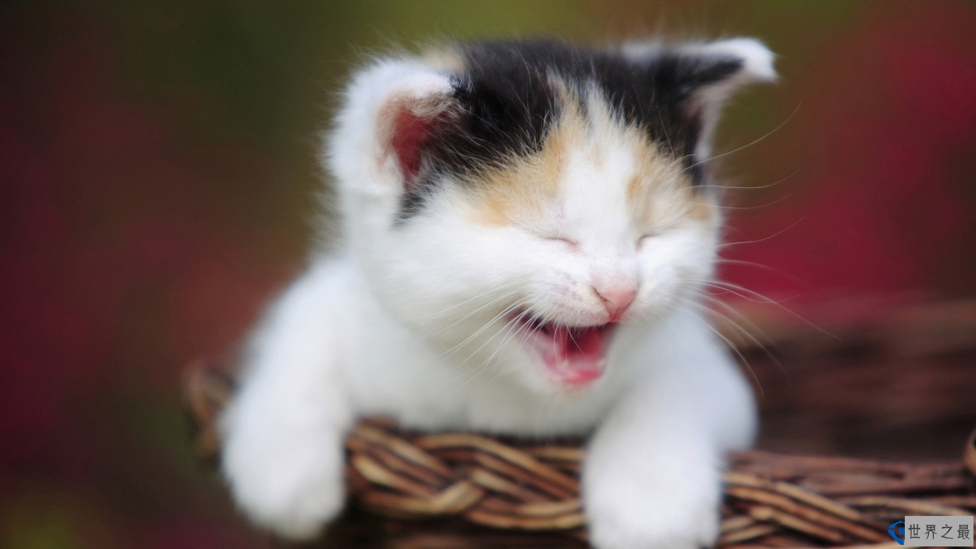 真没想到这些猫那么贵  世界上最贵的猫一只20000美元