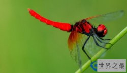 天啊，世界上竟然还有这么小的蜻蜓