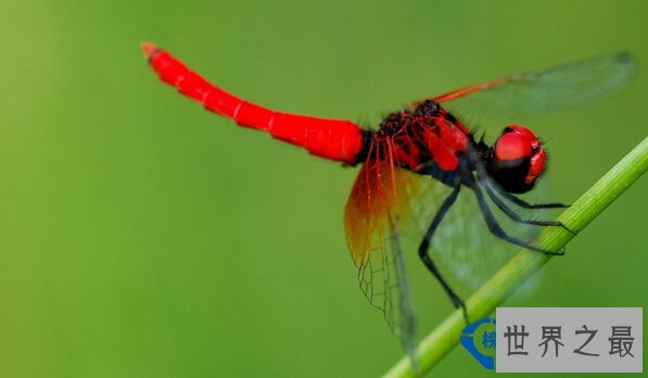 天啊，世界上竟然还有这么小的蜻蜓