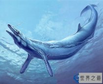 龙王鲸vs虎鲸谁厉害 龙王鲸vs虎鲸图片