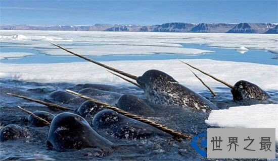 盘点全球六大神秘生物 神秘至极!