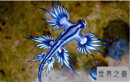 盘点全球六大神秘生物 神秘至极!