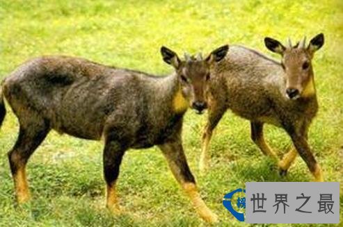 盘点全球六大神秘生物 神秘至极!