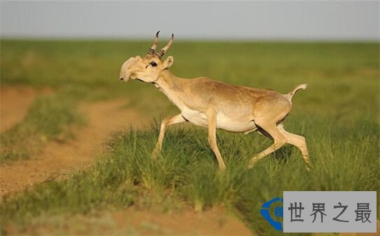 盘点全球六大神秘生物 神秘至极!