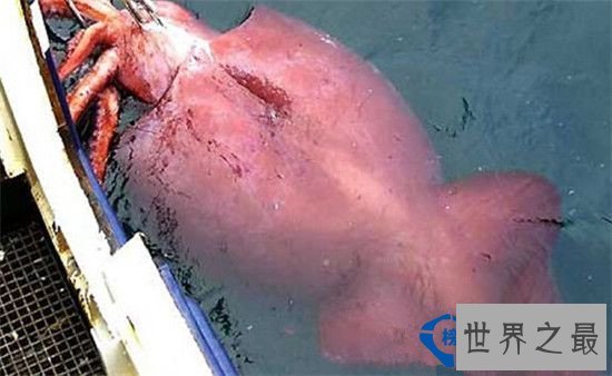 盘点全球六大神秘生物 神秘至极!