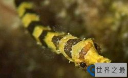 地球十大最可爱动物排行榜 萌萌哒