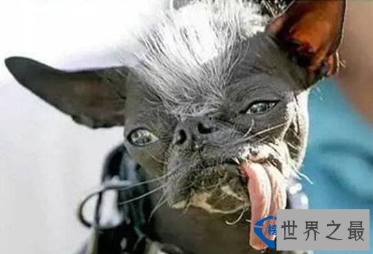 无毛犬艾莉