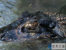 亚马逊河流中最可怕的十大动物排行榜