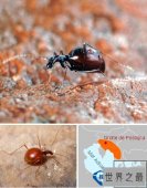 世上十大最神奇的“瞎子动物”排行榜