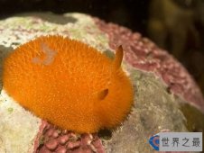 十大超可爱的海蛞蝓排行榜