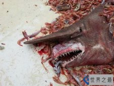 全球10大最可怕的鲨鱼排行榜