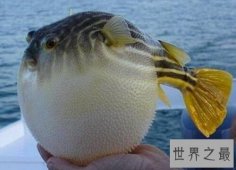 世界上最贵的毒药,河豚毒素1克200万(杀死金正男)