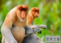 世界十大最恶心的动物排行榜,船蛀虫力压无毛猫成第一