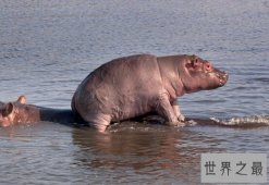 世界上嘴巴最大的陆生哺乳动物，河马（牙齿长约60厘米）