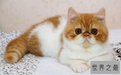 世界上十大最聪明的猫排行榜,加拿大无毛猫登榜首