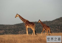 世界上最高的长颈鹿，英国长颈鹿高5.8米（和天肩并肩）