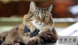 世界上最长寿的猫，长毛虎斑猫Corduroy26岁（相当于123岁）