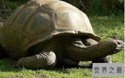 世界上最长寿的乌龟，阿德维塔享年267岁（出生于1750年）