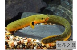 肺鱼是什么鱼?肺鱼又名非洲肺鱼（用肺呼吸）