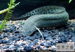 世界上最长寿的鱼，90岁高龄采取安乐死（生时观看人数达1.04亿人）